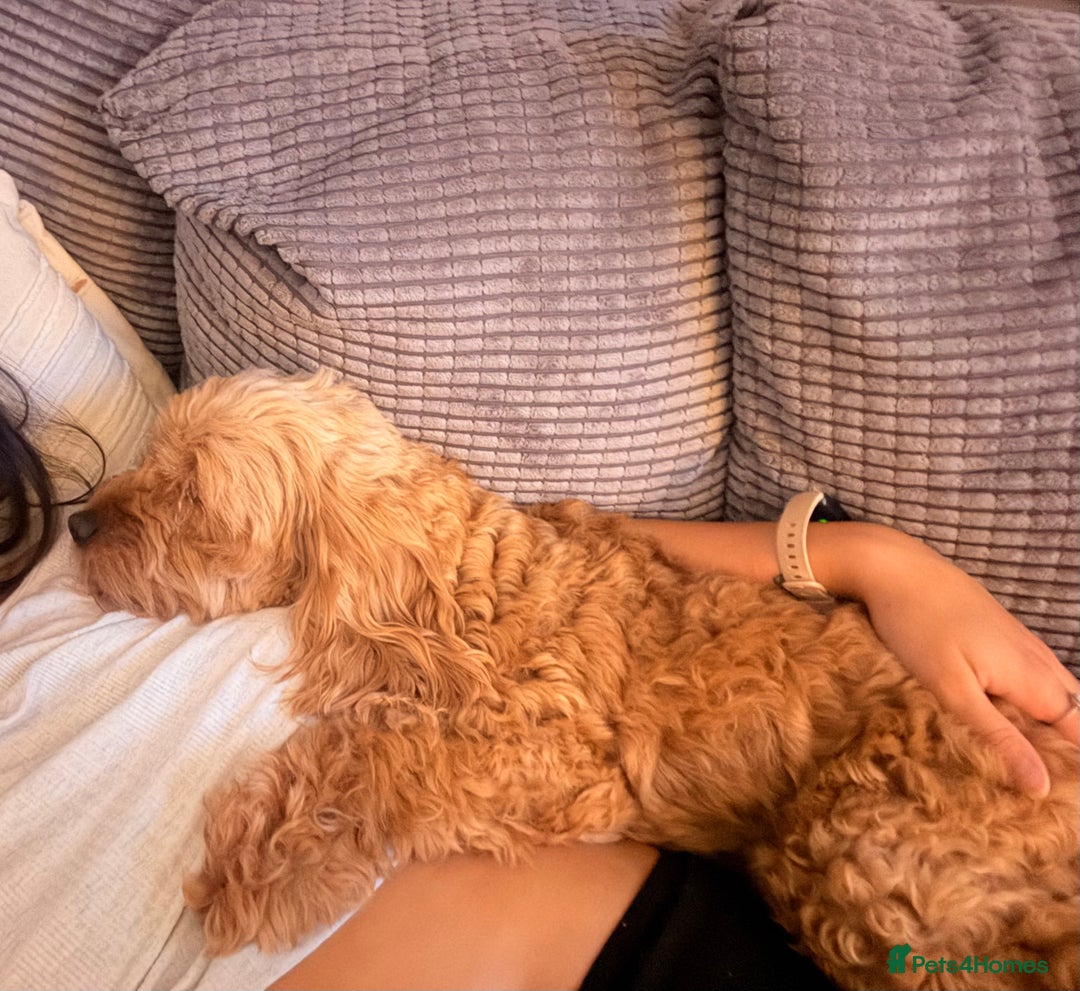 Cockapoo dogs for sale: 4 Stunning Fox Red F1b Toy Cockapoos  - Advert 37