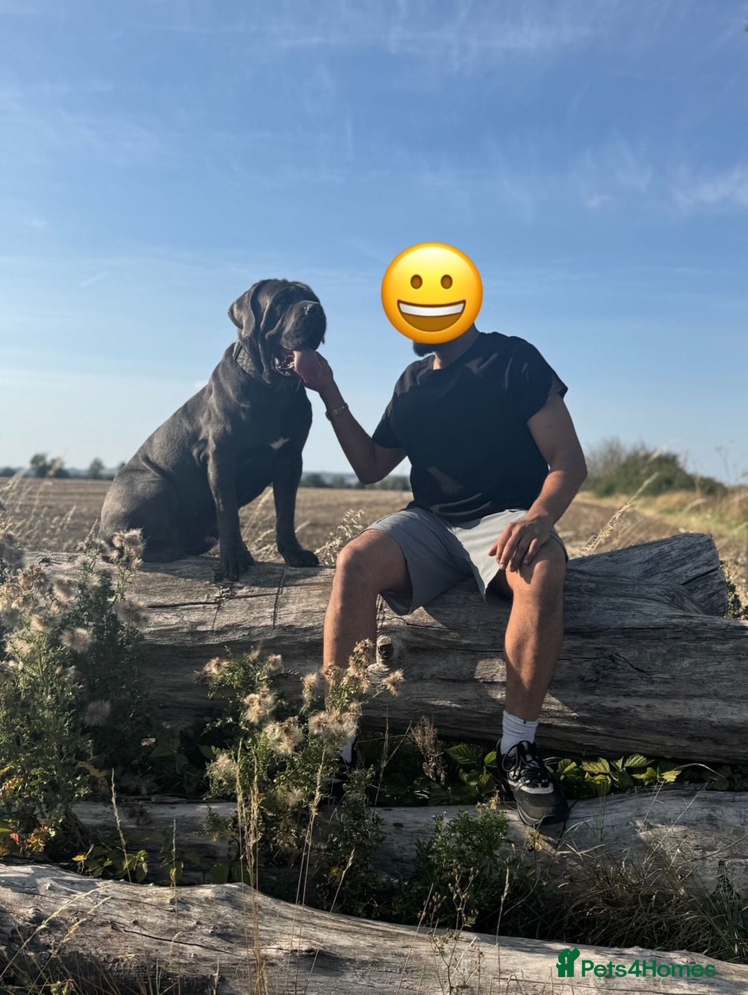 Cane Corso dogs for stud: Baloo  - Advert 7