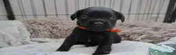 Mixed Breed dogs for sale: Labrador x Fluffy French Bulldog in Sudbury - Advert 7