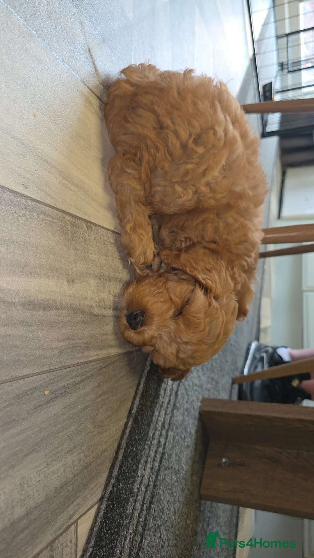 Cockapoo dogs for sale: Male Cockerpoo F3  - Advert 2