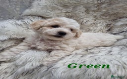 Zuchon dogs for sale: Bichon Frise puppy for sale  - Image 16