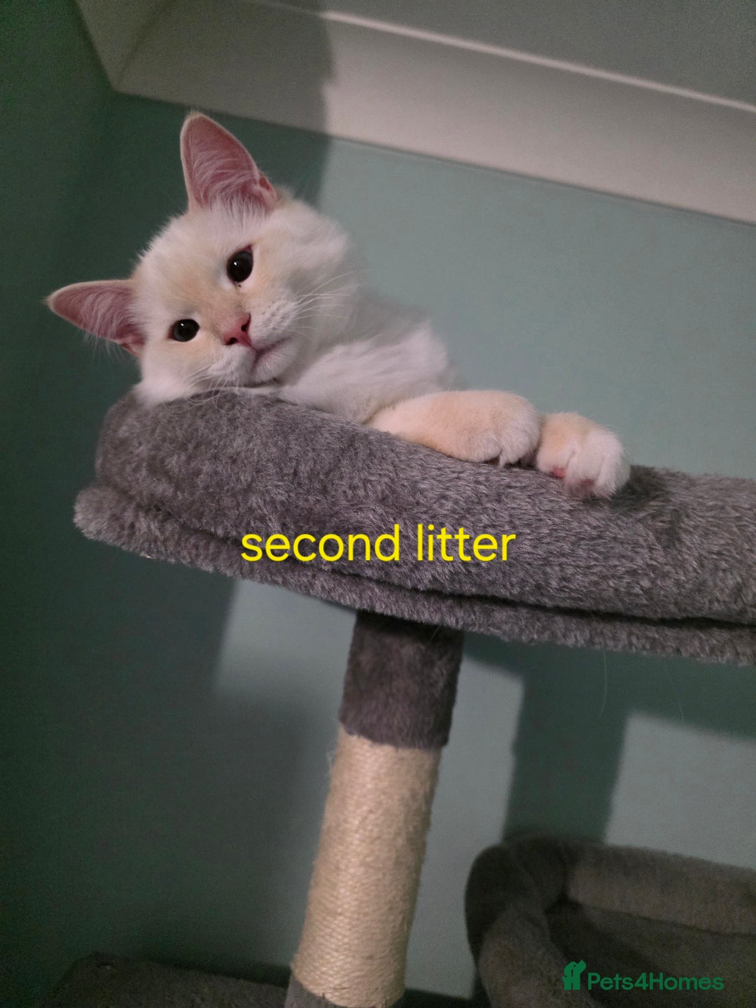 Ragdoll cats for sale: Gorgeous pure breed Ragdoll kittens  - Image 10