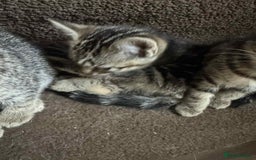Mixed Breed cats for sale: Adorable Mixed Breed Kitten for Sale! - Image 5