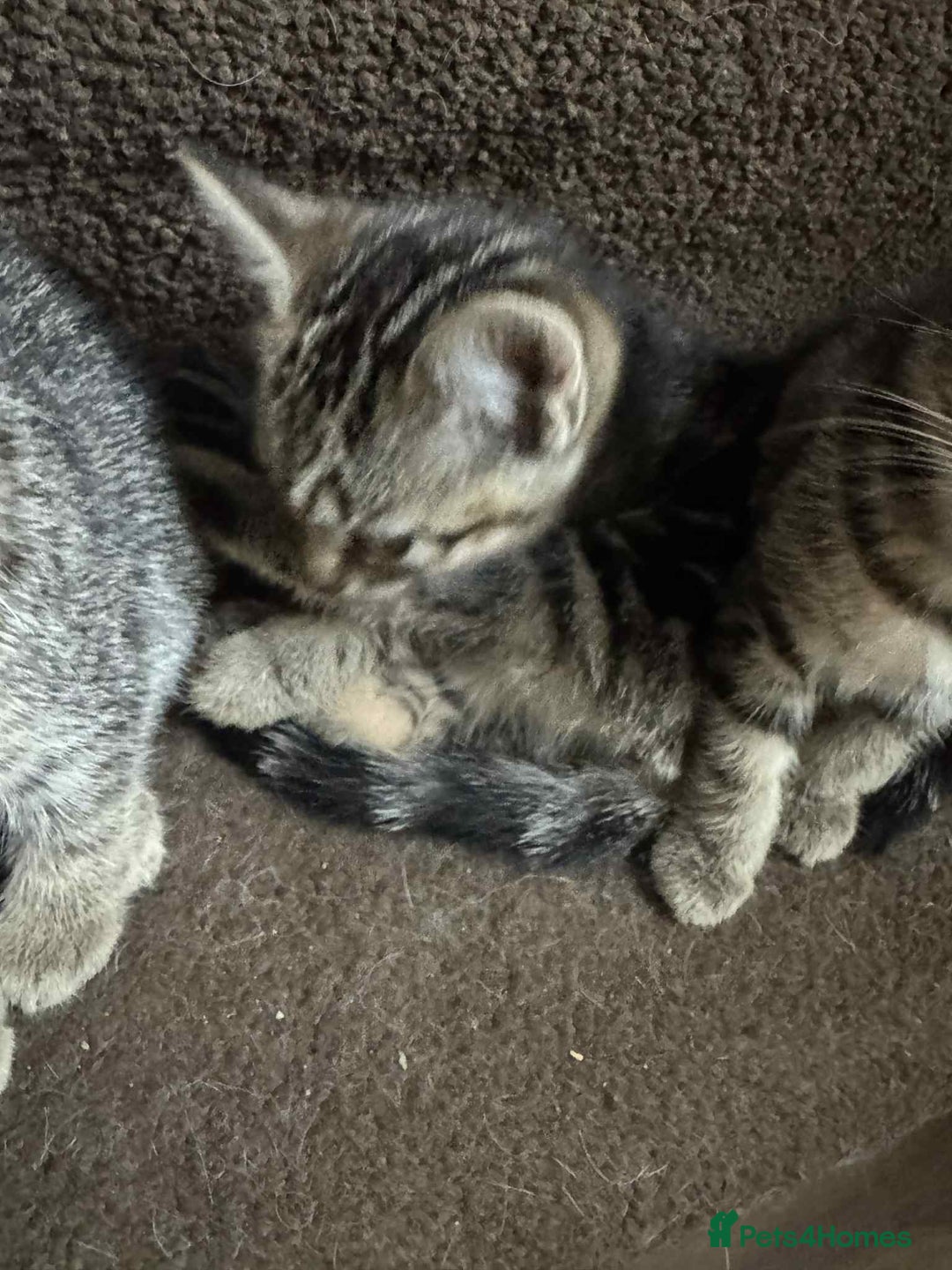 Mixed Breed cats for sale: Adorable Mixed Breed Kitten for Sale! - Image 5