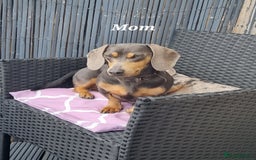 Dachshund dogs for sale: 8 Smooth Haired miniature dachshund pups  - Advert 9