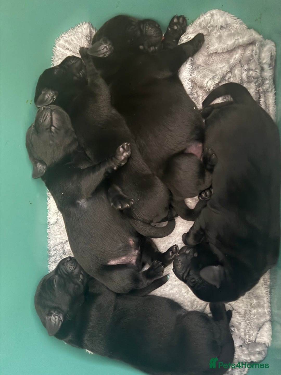 Labrador Retriever dogs for sale: Litter of 9 Labrador puppies for sale  - Image 4