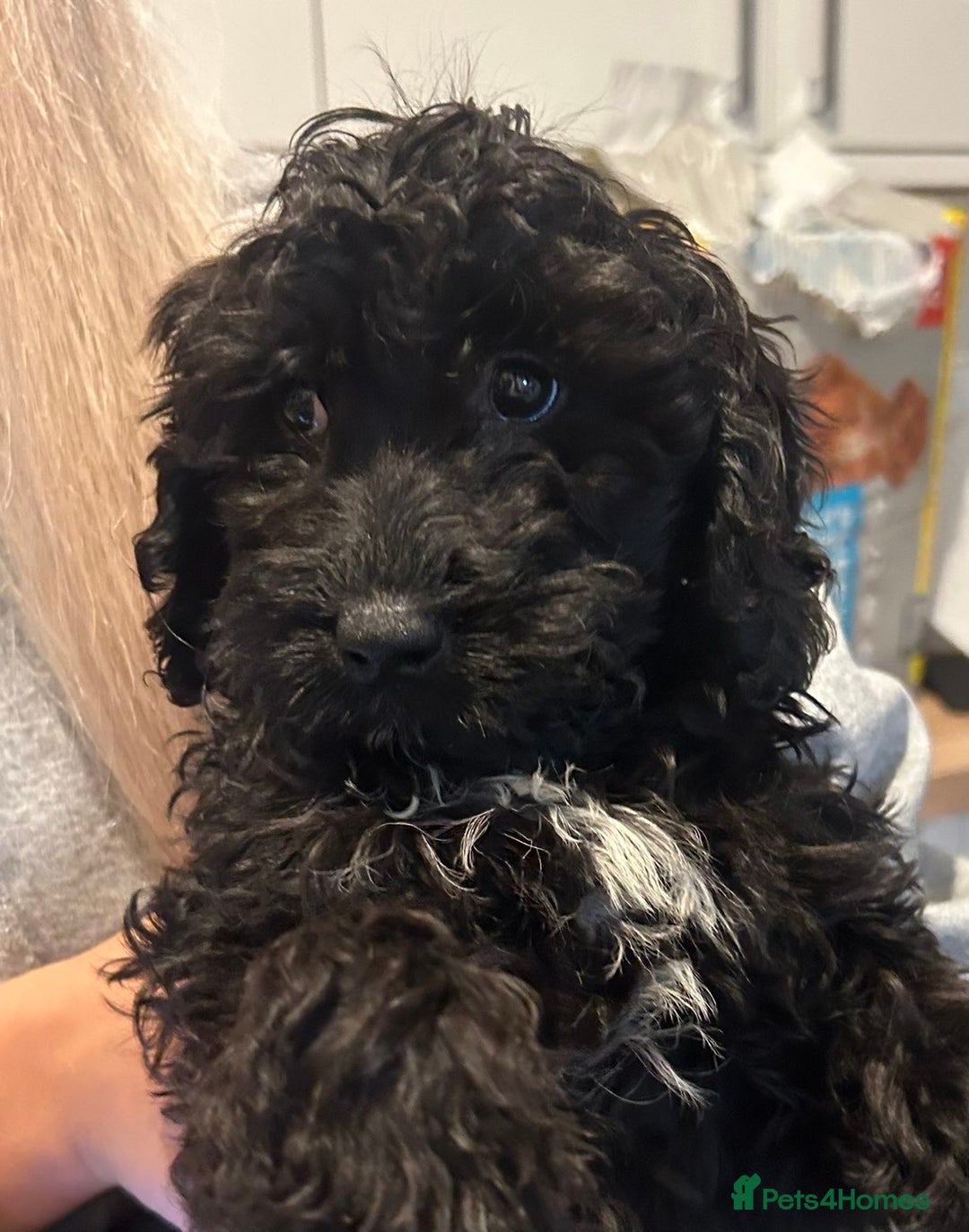 Cavapoo dogs for sale: Cavapoo puppies  - Advert 5