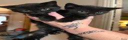 Mixed Breed cats for sale: Two black kittens for sale - Advert 1