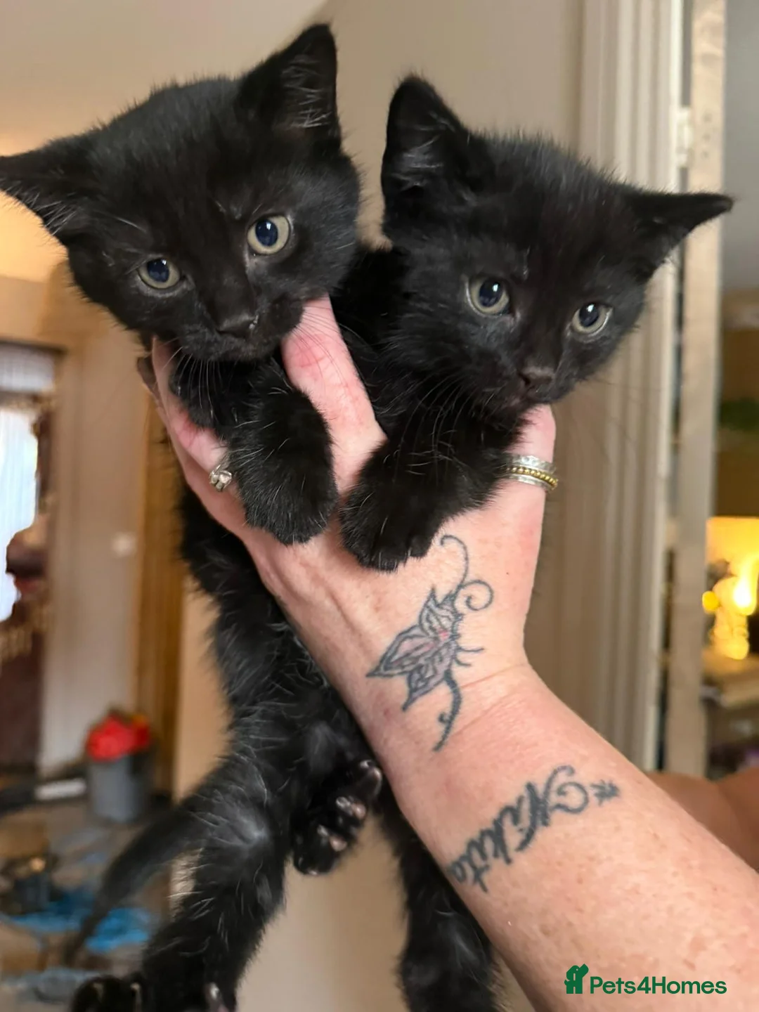 Mixed Breed cats for sale: Two black kittens for sale - Advert 1