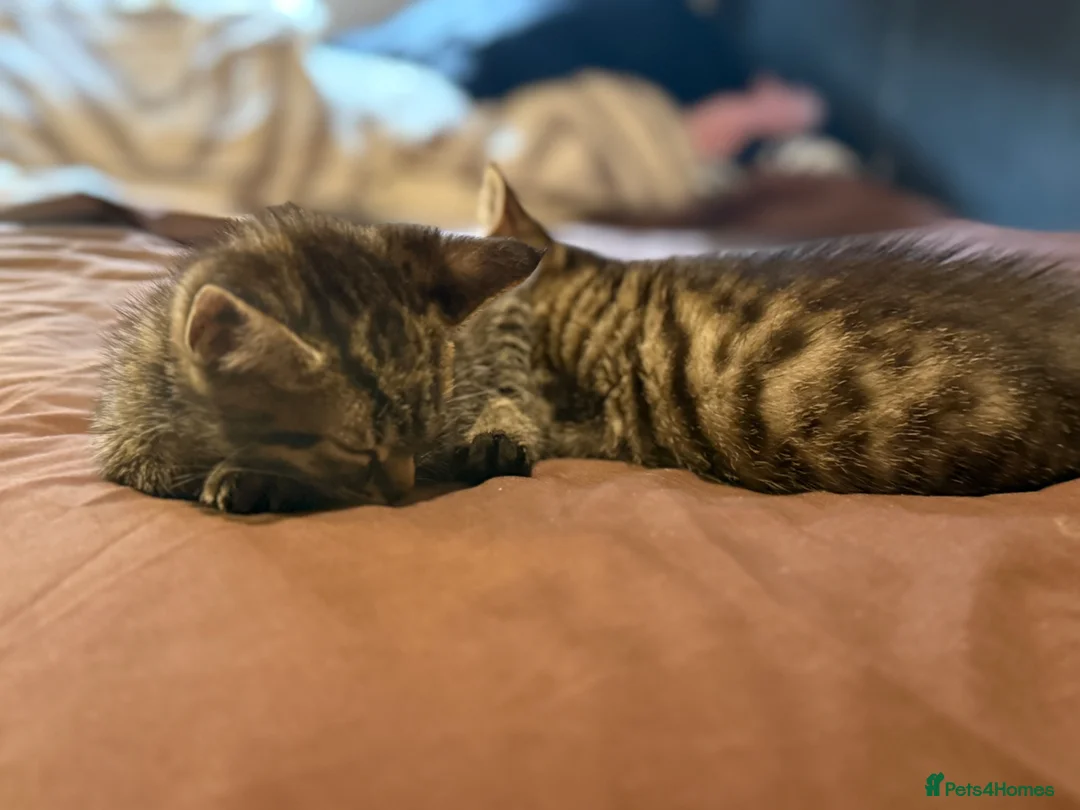 Mixed Breed cats for sale: Tortoise shell Kittens - Advert 7