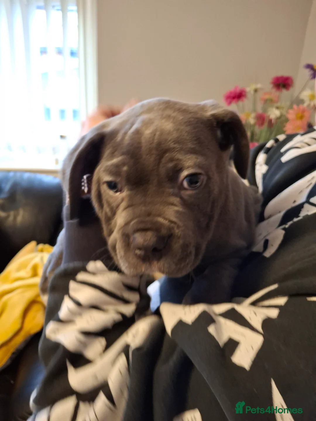 Cane Corso dogs for sale: Amazing ICCF Cane Corso Puppies - Advert 18