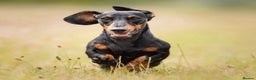 Miniature Dachshund dogs for stud: Kc reg IVDD screened pra clear mini smooth  in Newton Abbot - Advert 30