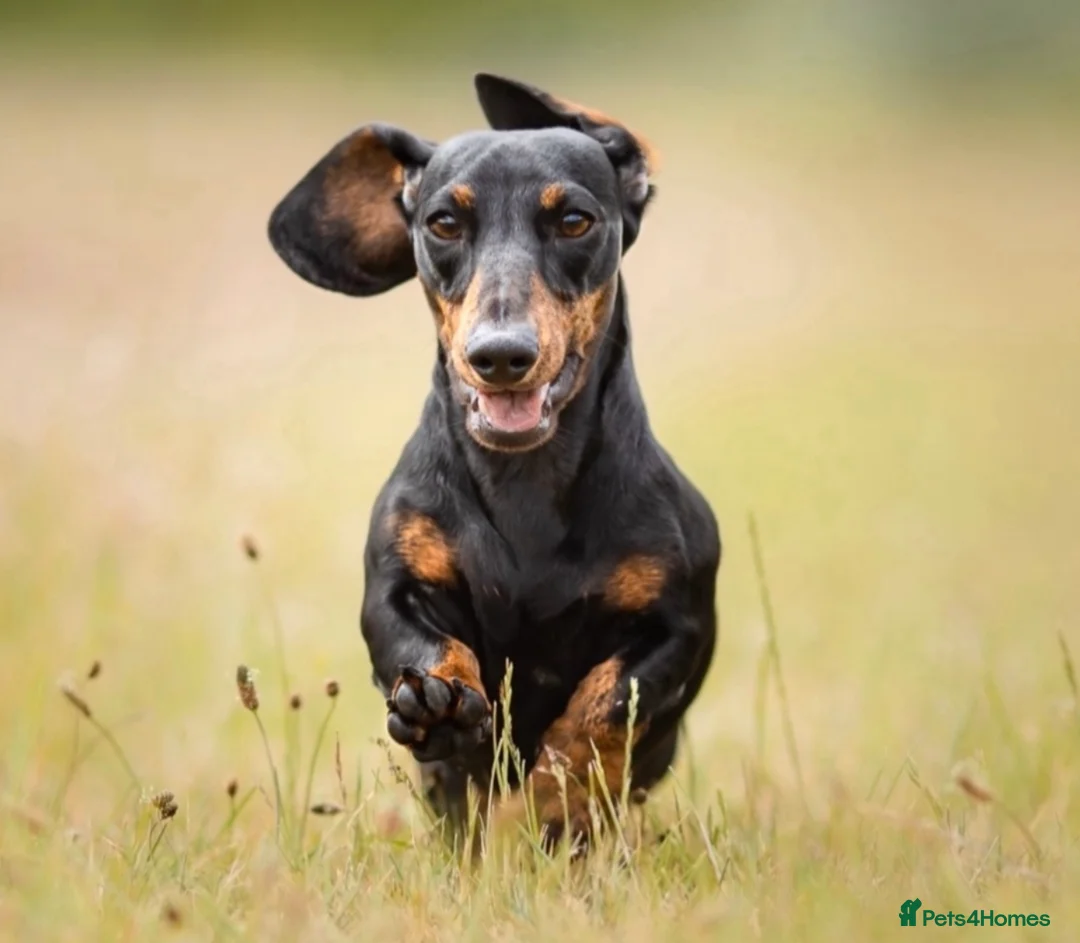 Miniature Dachshund dogs for stud: Kc reg IVDD screened pra clear mini smooth  in Newton Abbot - Advert 30