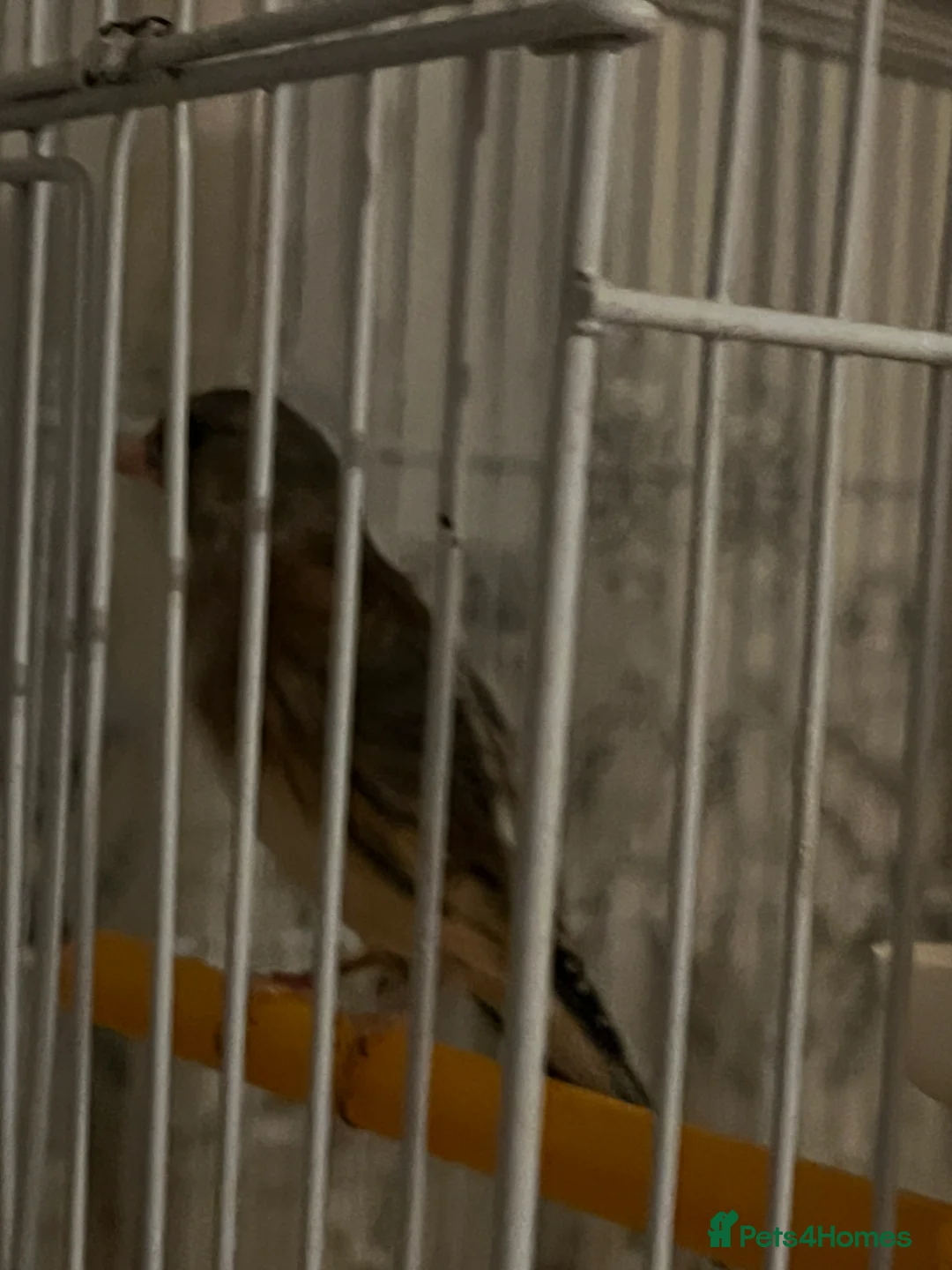 Canaries birds for sale: Canary mule for sale  - Advert 5