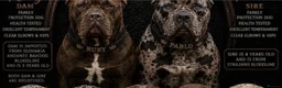Mixed Breed dogs for sale: Cane corso x bandog  - Advert 8