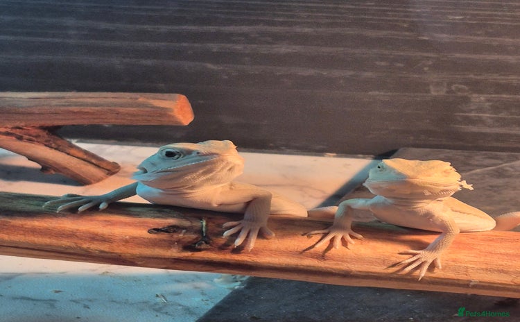 Bearded Dragon reptiles Bearded dragons  babies  - Advert 8