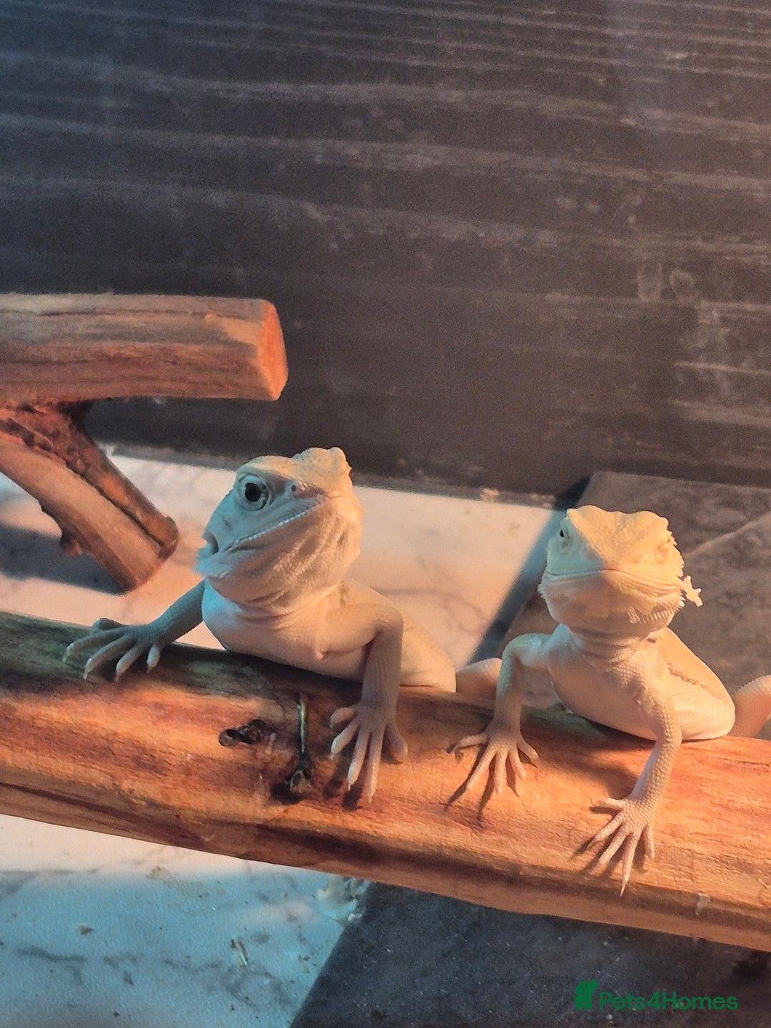 Bearded Dragon reptiles for sale: Bearded dragons  babies  - Advert 3