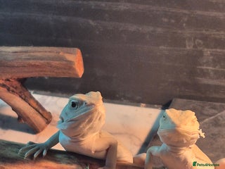 Bearded Dragon reptiles Bearded dragons babies - Advert 7