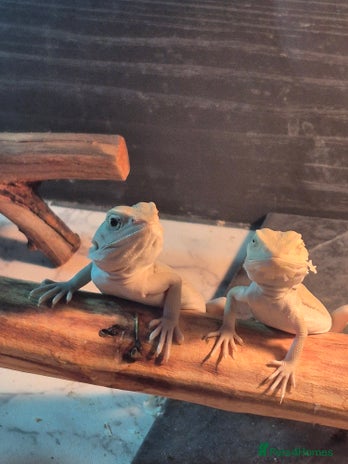 Bearded Dragon reptiles Bearded dragons babies - Advert 8