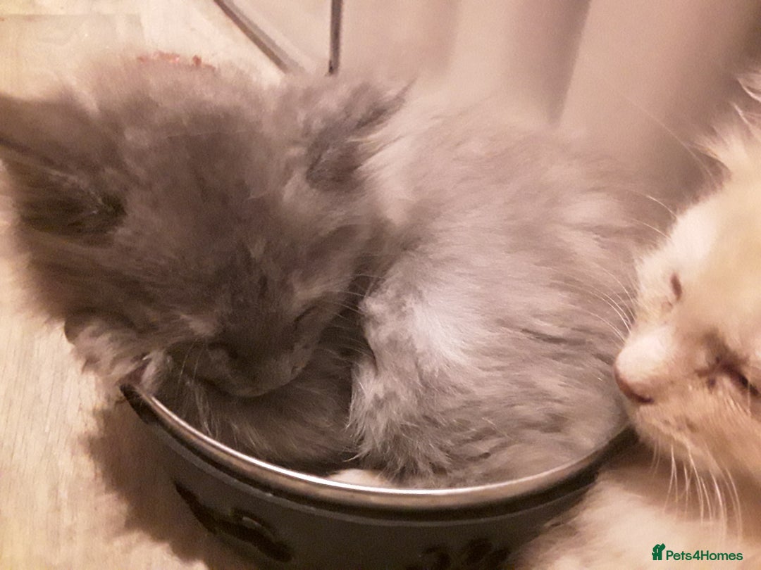 Maine Coon cats for sale: Mainecoon  x ragdolls - Advert 36