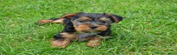 Yorkshire Terrier dogs for sale: Purebred Yorkshire Terrier Puppies Vaccinated  - Advert 10