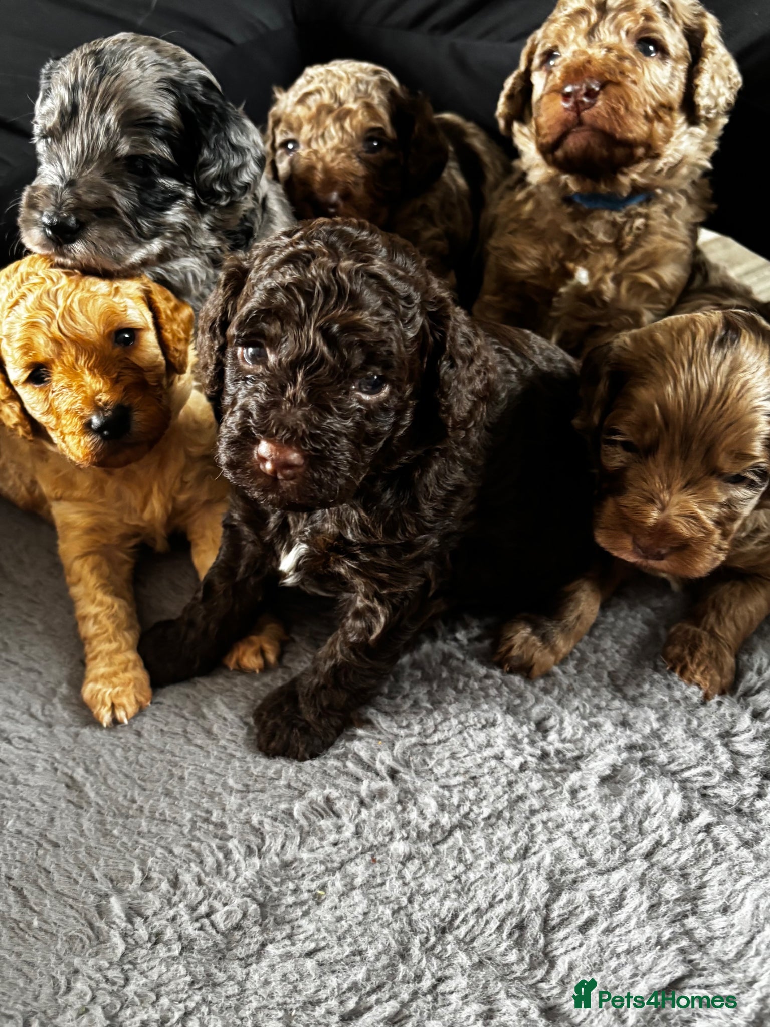 Cockapoo dogs Beautiful merle Cockapoo puppies  - Advert 12