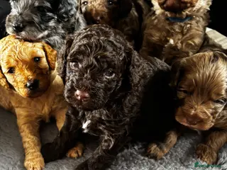 Cockapoo dogs Beautiful merle Cockapoo puppies - Advert 12