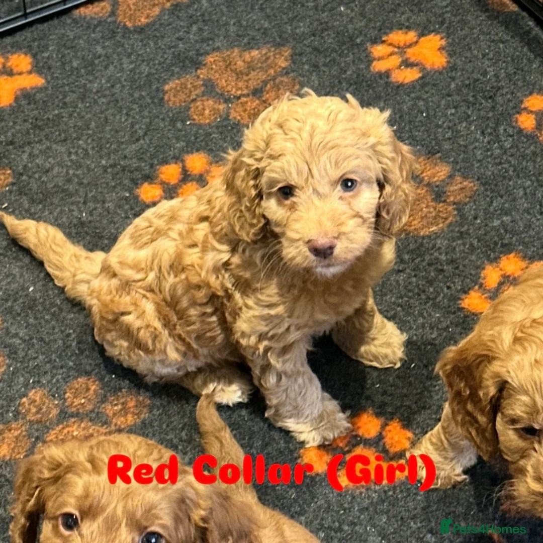 Cockapoo dogs for sale: F1 COCKAPOO PUPPIES - Advert 10