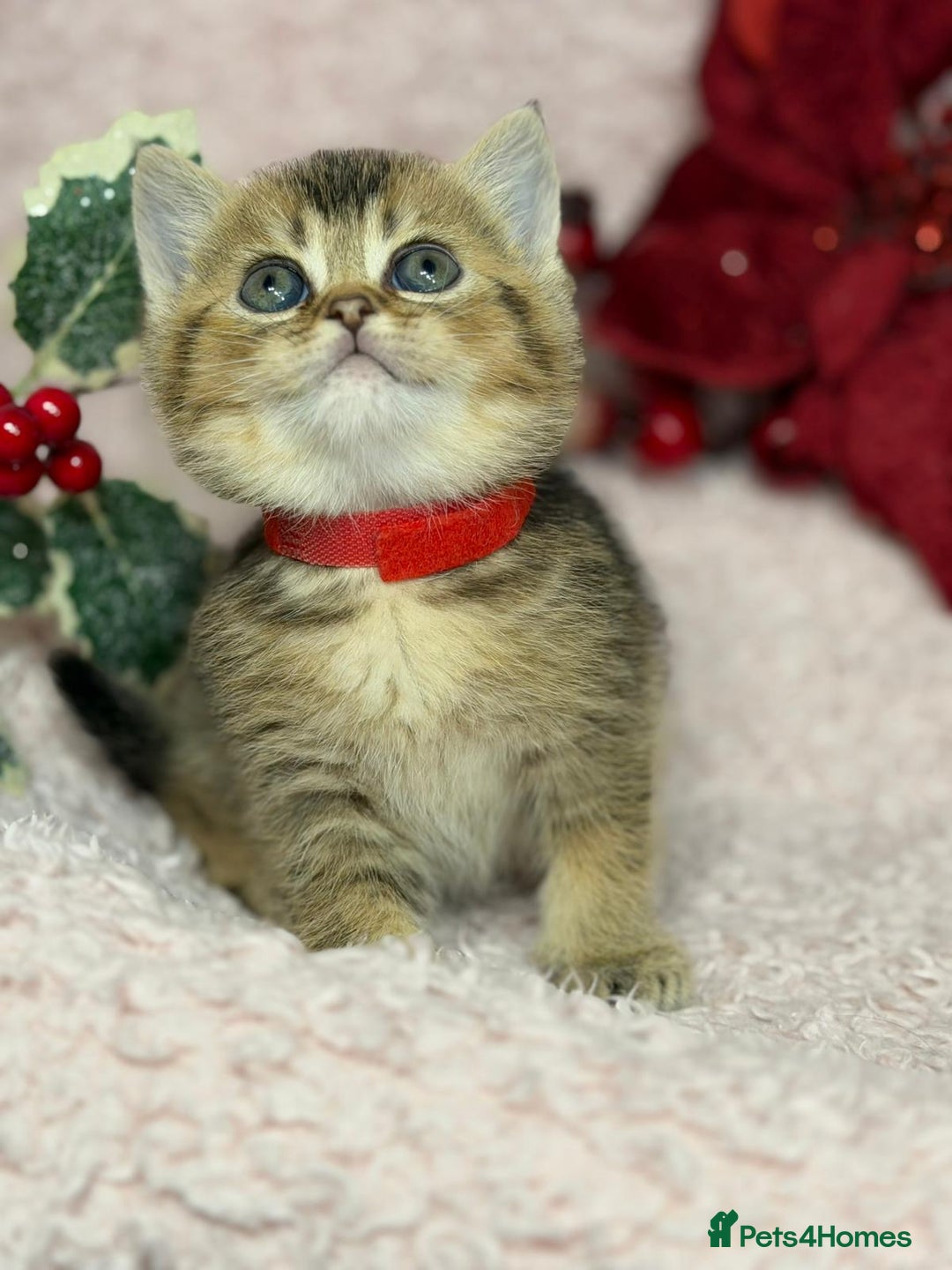 British Shorthair cats for sale: ⭐️Stunning BSH kittens GCCF registered ⭐️ - Advert 19