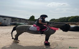 Welsh Section C horses for sale: Mr Frankby  - Image 9