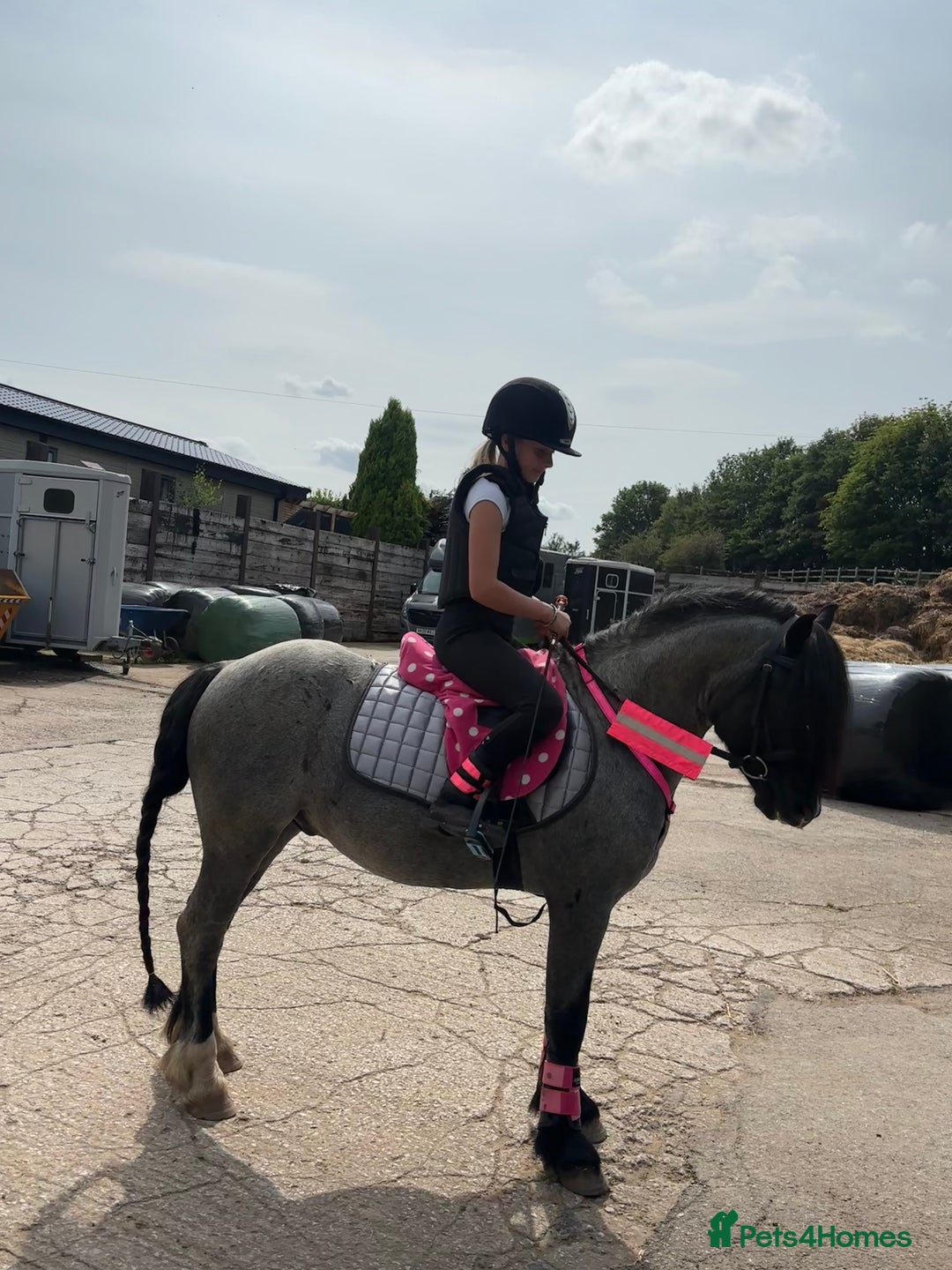 Welsh Section C horses for sale: Mr Frankby  - Image 9