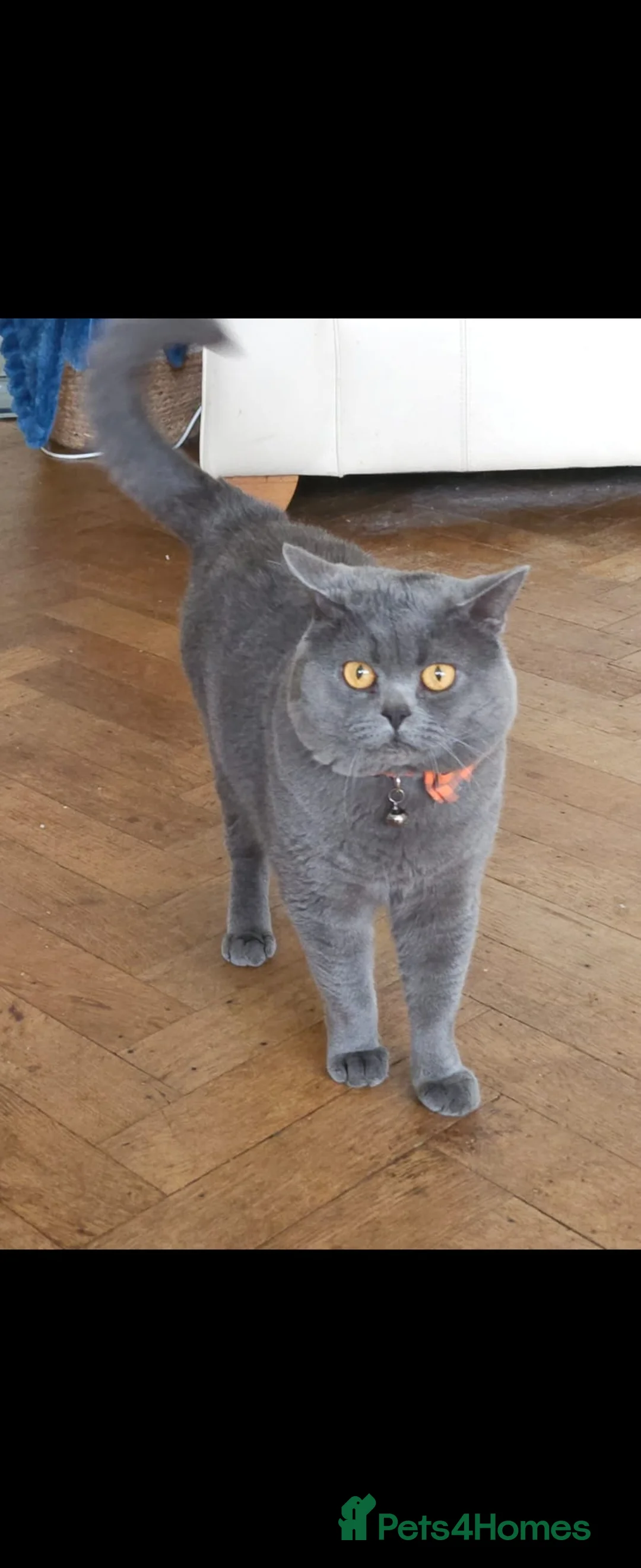 British Shorthair cats for stud: 🐾 Meet Theodore – Available for Stud 🐾 in Liverpool - Advert 2