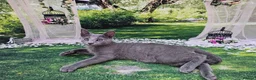 Russian Blue cats for sale: GCCF Registered Russian Blue Kittens - Advert 32