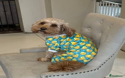 Cavapoo dogs for sale: Cavapoo puppies!!  - Image 5