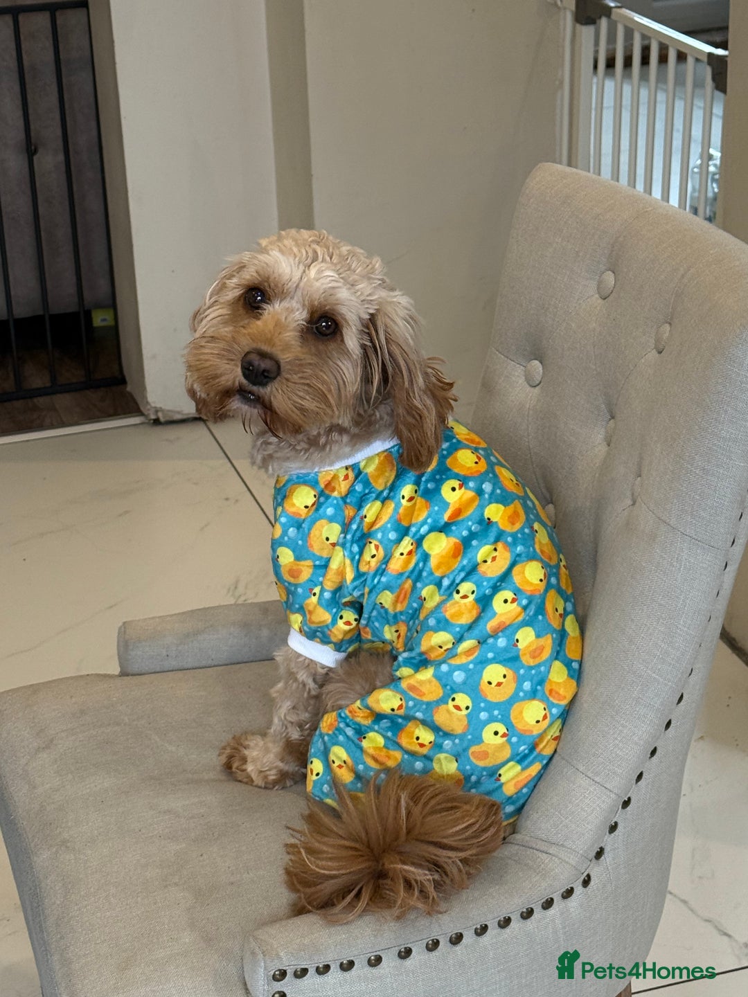 Cavapoo dogs for sale: Cavapoo puppies!!  - Image 5