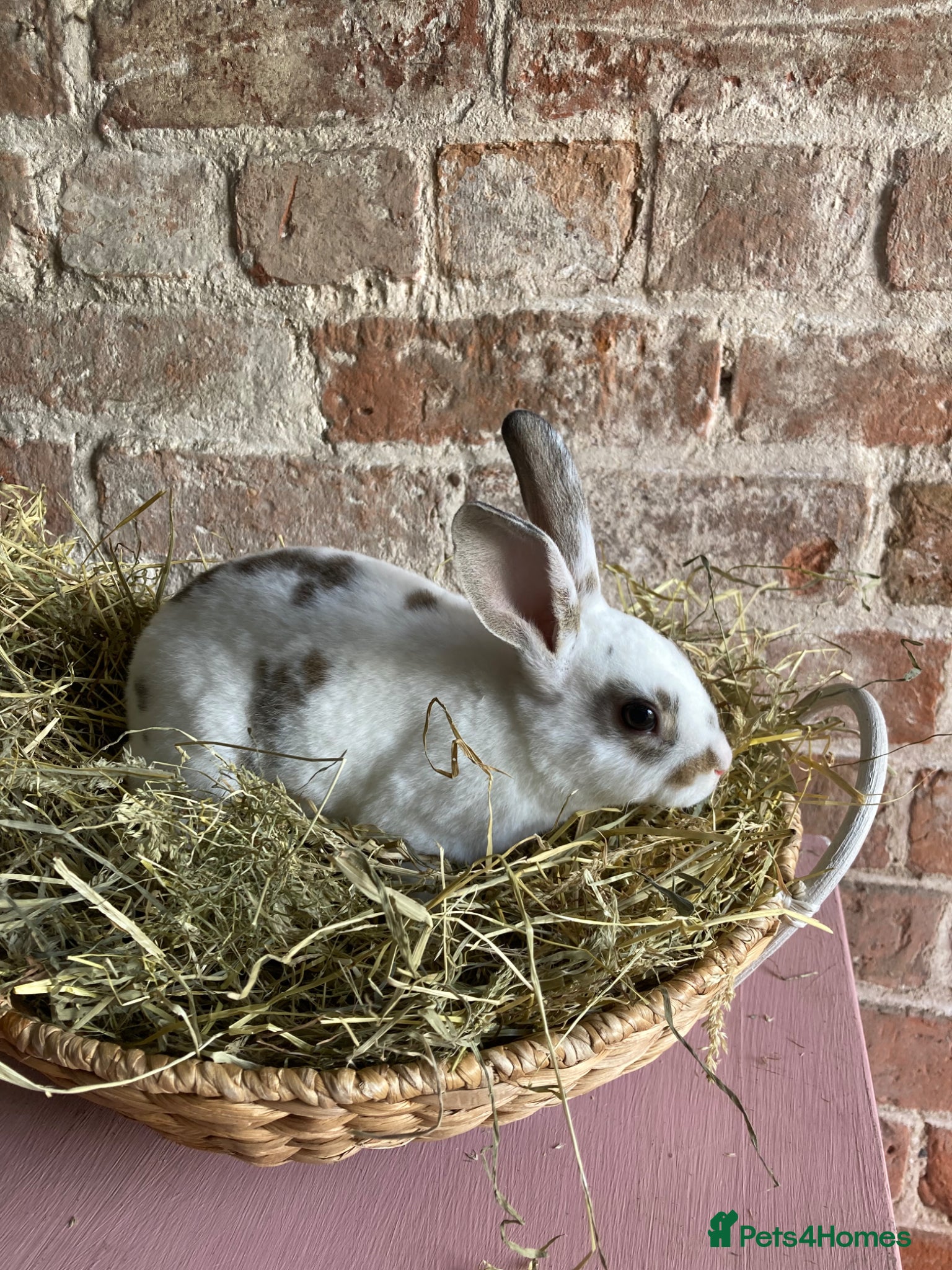 Rex rabbits Mini Rex Bucks  - Advert 1