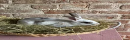 Rex rabbits for sale: Mini Rex Bucks  in Lincoln - Advert 11