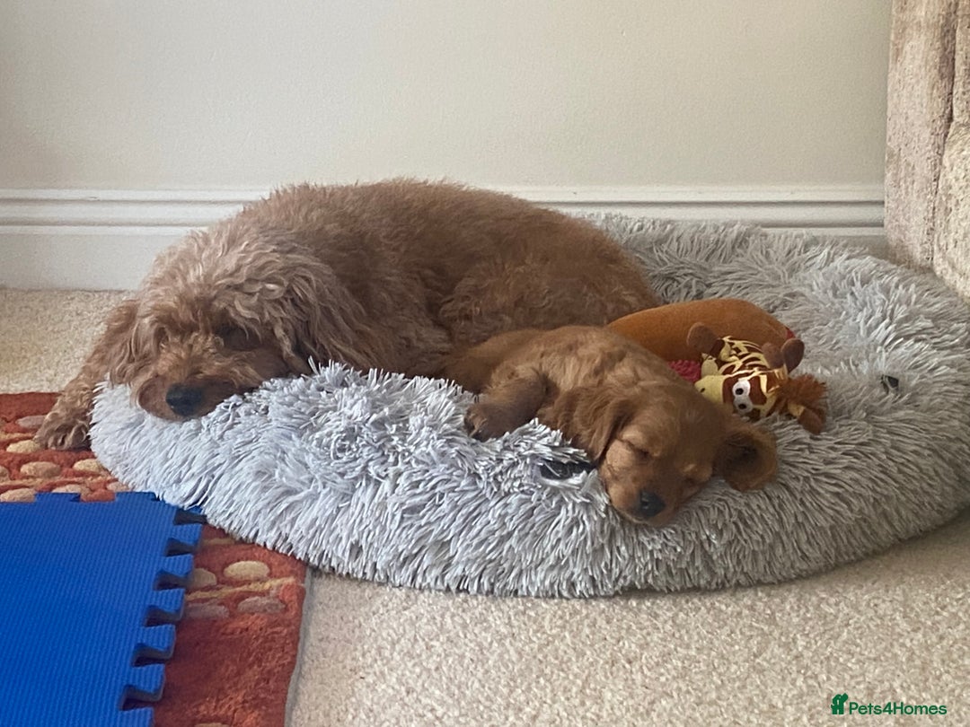 Cavapoo dogs for sale: Beautiful Cavapoo Puppies  - Image 21
