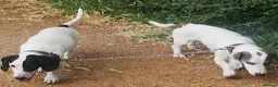 Dachshund dogs for sale: Rear white dachshund boy in Kensington  - Advert 2