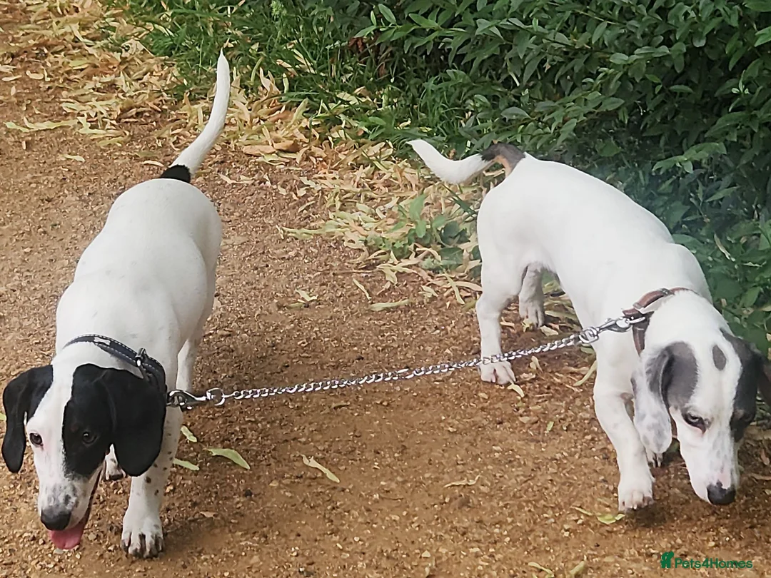 Dachshund dogs for sale: Rear white dachshund boy in Kensington  - Advert 2