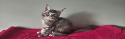 Maine Coon cats for sale: TICA registered Maine coon kittens - Advert 13