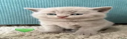 British Shorthair cats for sale: Cuteness beautiful British Shorthair kittens - Advert 12