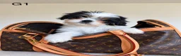Cava Tzu dogs for sale: Gorgeous Cavatzus – Cavalier × Shih Tzu Puppies - Advert 1