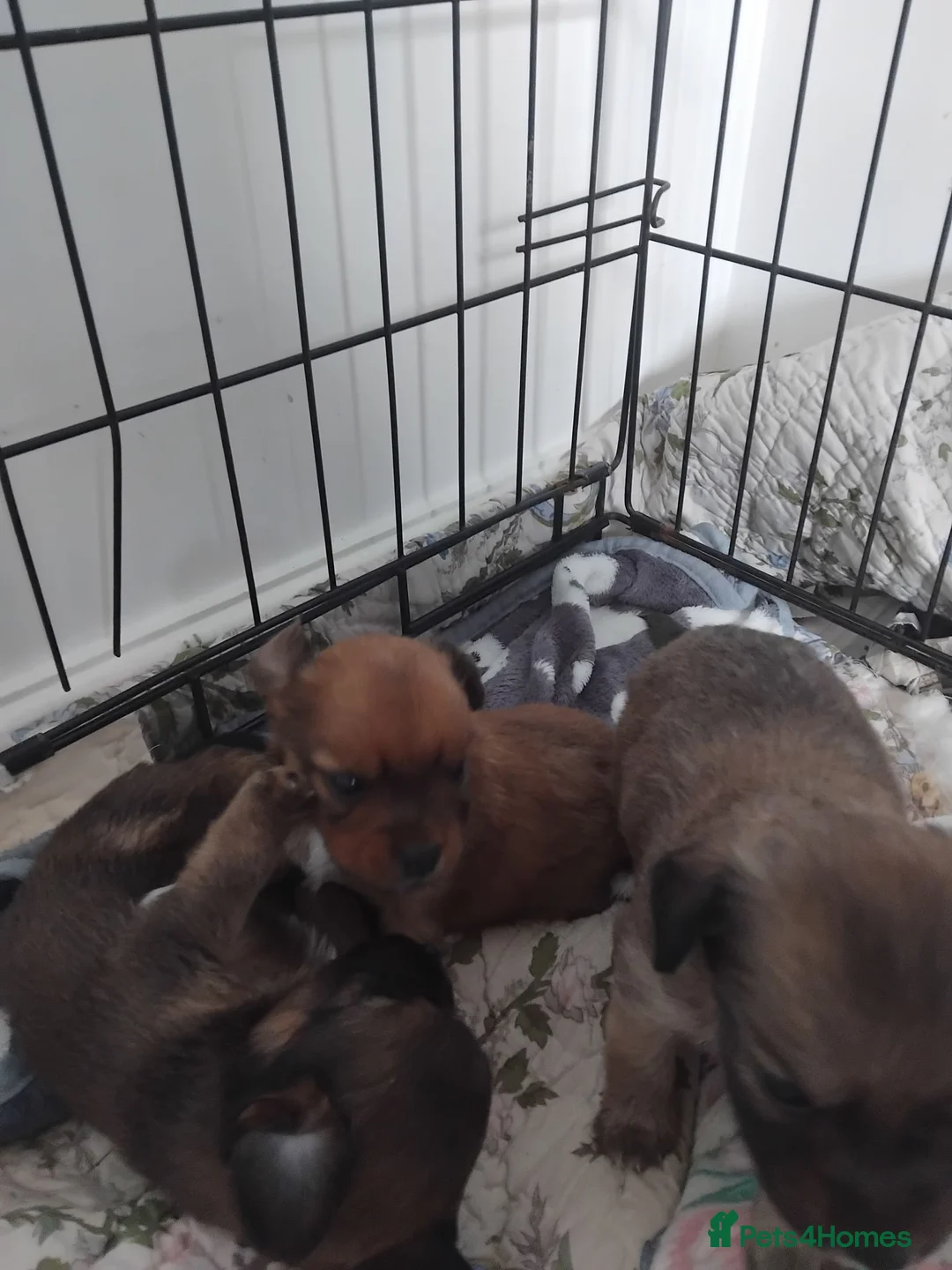 Mixed Breed dogs for sale: Beautiful fur babies  - Advert 7