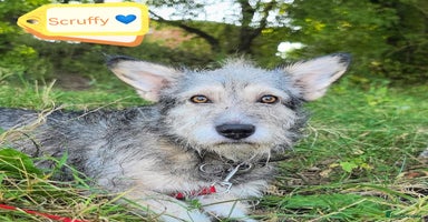 Mixed Breed dogs - Advert 7