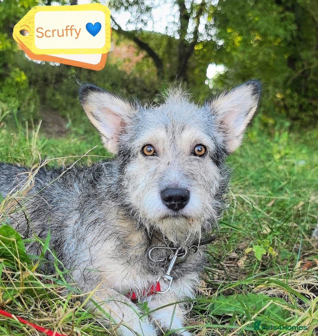 Mixed Breed dogs for adoption: 💙🐶 SCRUFFY 🐶💙 - Image 2