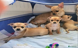 Chihuahua dogs for sale: Chihuahua puppie Small size - Image 6