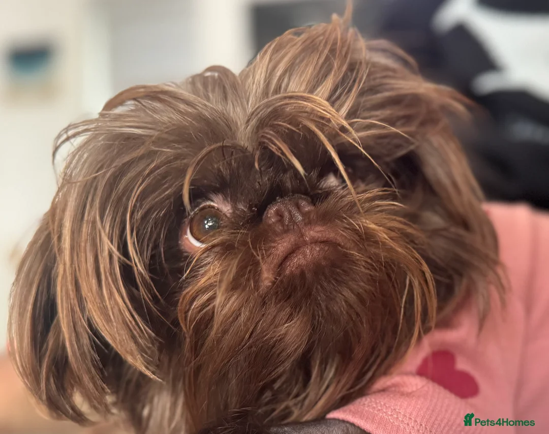 Griffon Bruxellois dogs for sale: Gorgeous Rough Coated 3 Year Old griffon Girl  - Advert 2