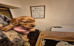 Cocker Spaniel dogs for sale: Beautiful kc working cocker spaniel puppies  - Image 9