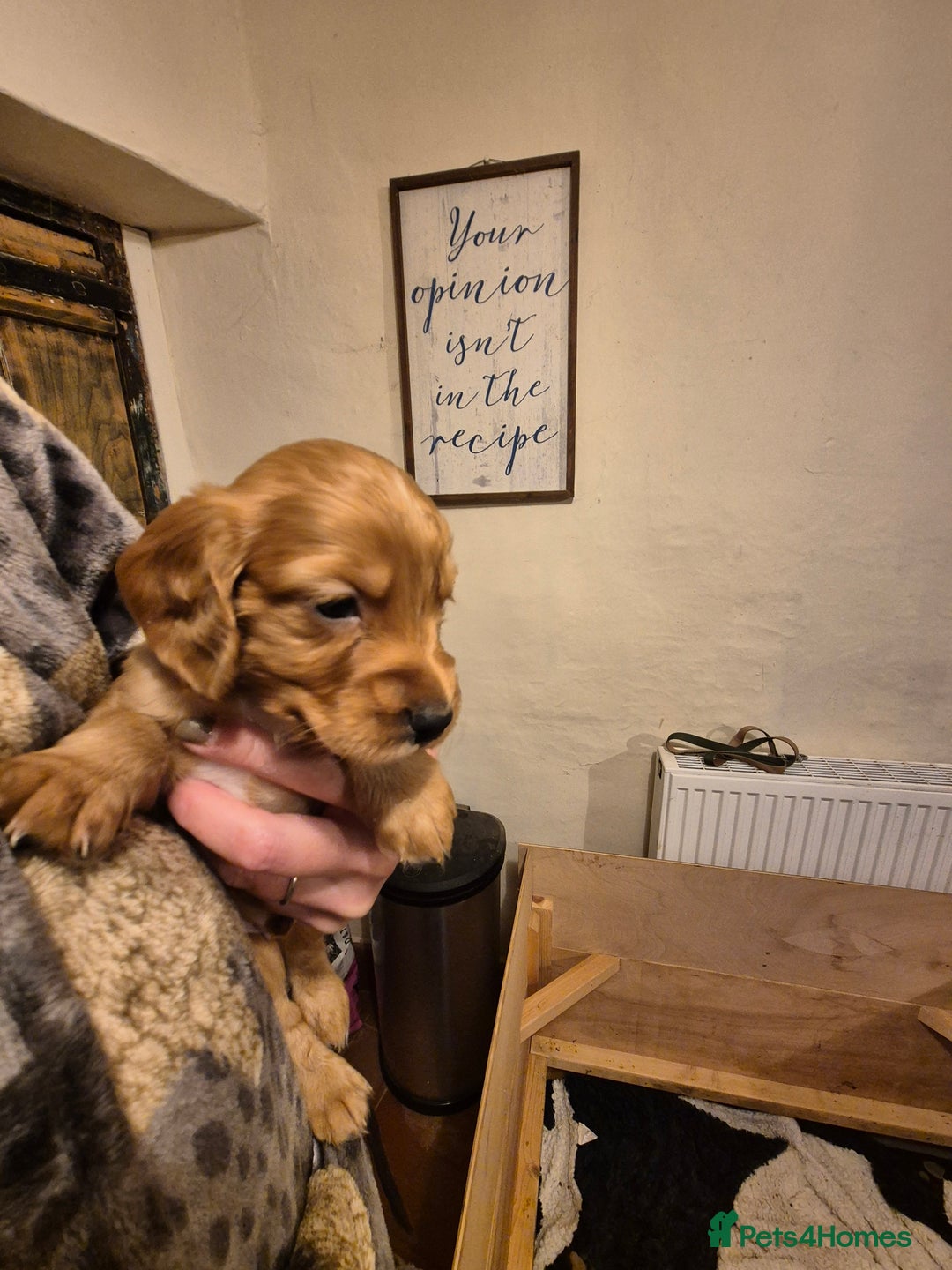 Cocker Spaniel dogs for sale: Beautiful kc working cocker spaniel puppies  - Image 9